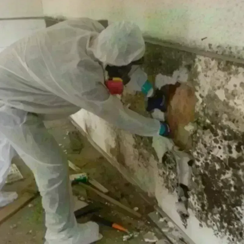 Mold Remediation and Removal in Abilene, KS